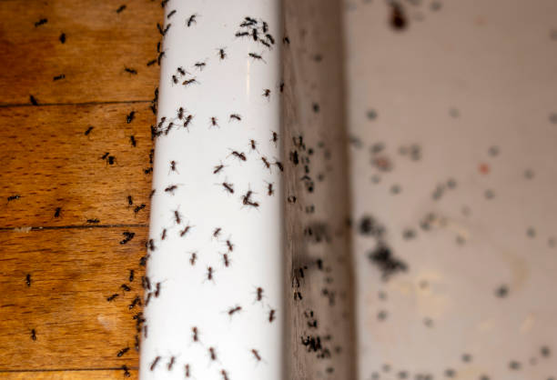 Best Emergency Pest Control  in Soh Jordan, UT
